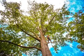 Best Tree Preservation Services  in Inkerman, PA